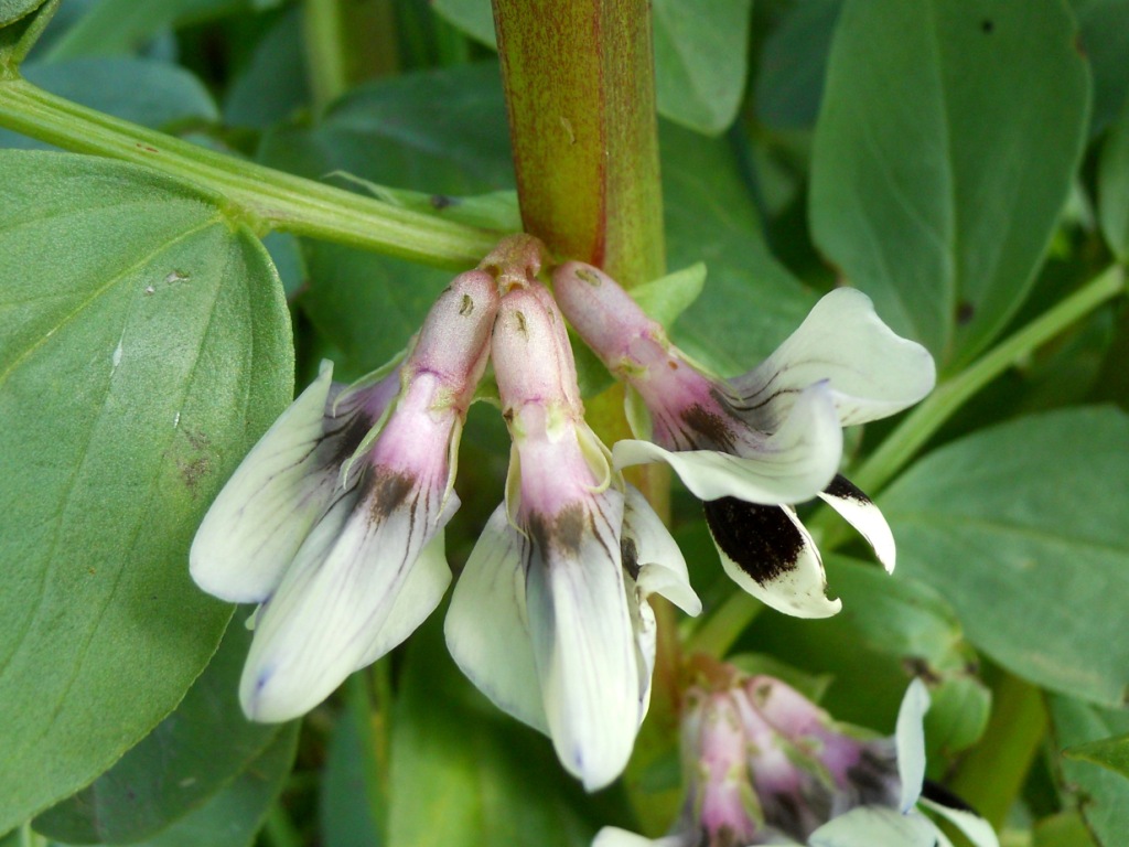 Vicia faba